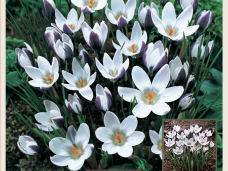 Netherland Bulb Company Lady Killer Snow Crocus For Sale